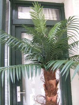 Künstliche Phönix-Palme ca. 2,20mTop-Qualität Bestseller